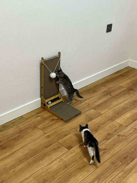 🧶 “Босоо Маажууртай муур = аз жаргалтай эзэн 😻”